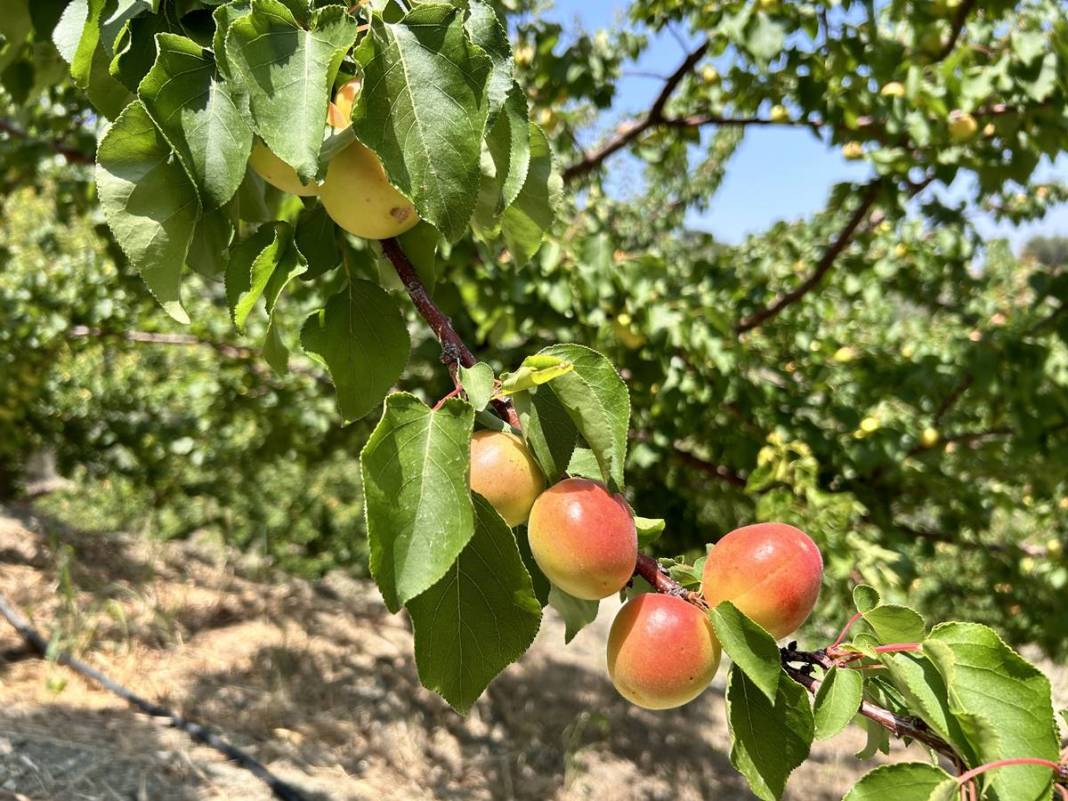 Yazın en güzel meyvesi: C vitamini deposu, metabolizmayı pervane gibi çalıştırıyor! Tarlada kilosu 25 TL 10